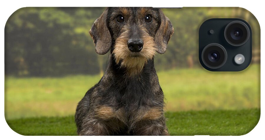 Dachshund iPhone Case featuring the photograph Wirehaired Dachshund by Jean-Michel Labat