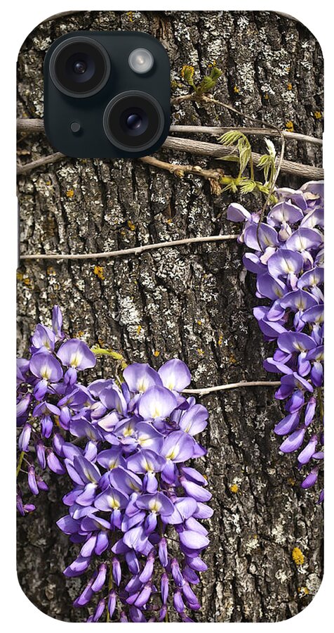 Wisteria iPhone Case featuring the photograph Wisteria by Sherri Meyer