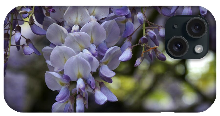 Purple Rain iPhone Case featuring the photograph Wisteria Sinensis by Jolly Van der Velden