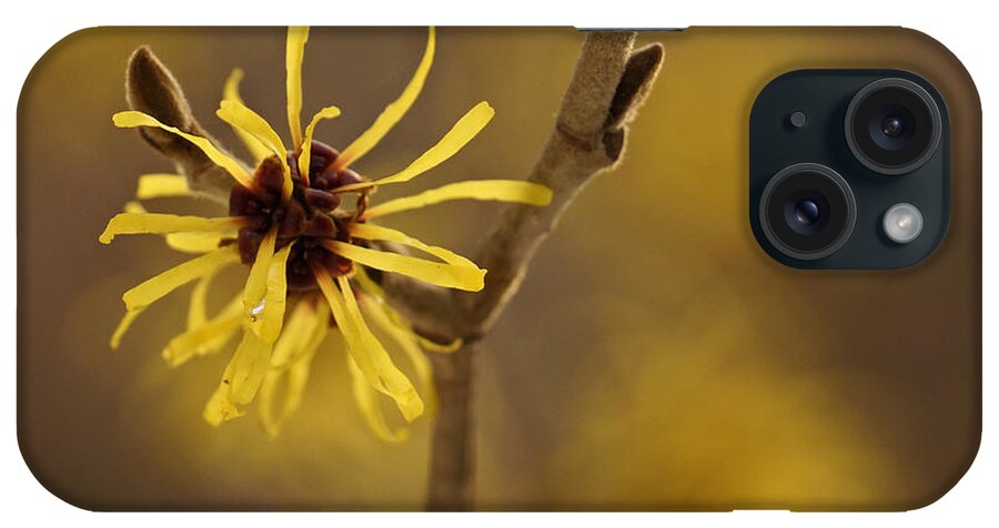 Witch-hazel iPhone Case featuring the photograph Witch hazel by Inge Riis McDonald