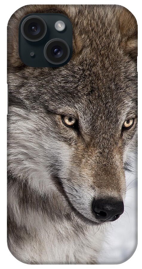 Wolf Portrait iPhone Case featuring the photograph Wolf Portrait by Patrick Boening
