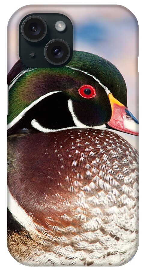 Wood Duck iPhone Case featuring the photograph Wood Duck Drake by CK Lorenz