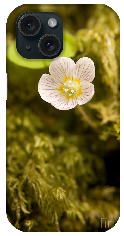 Wood Sorrel iPhone Case featuring the photograph Wood Sorrel by Liz Leyden