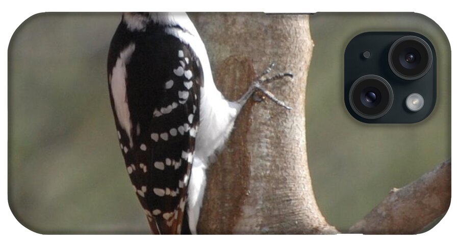 Woodpecker iPhone Case featuring the photograph Woody by Mim White