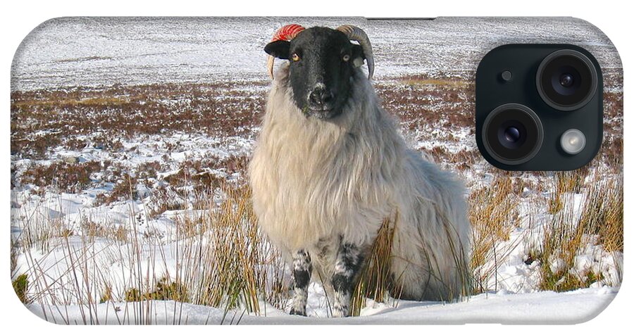 Sheep iPhone Case featuring the photograph Woolly Red by Suzanne Oesterling