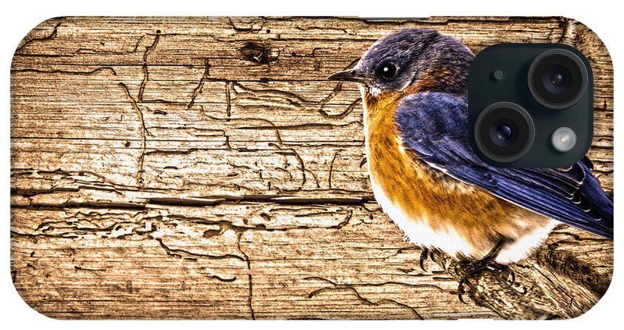 Wormy Wood iPhone Case featuring the photograph Wormy Wood Eastern Bluebird by Randall Branham