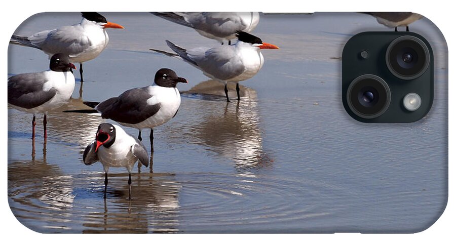 Sea Gulls iPhone Case featuring the photograph Yelling Gull by Peter DeFina