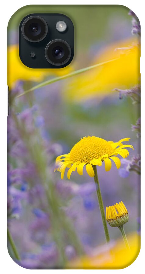 Yellow iPhone Case featuring the photograph Yellow and purple flowers on a green summer meadow by Matthias Hauser