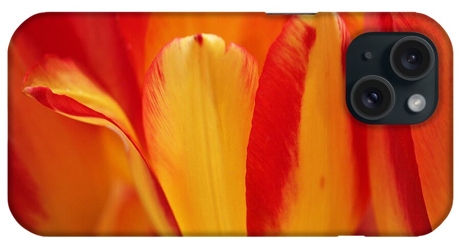 Tulips iPhone Case featuring the photograph Yellow and Red Striped Tulips by Rona Black