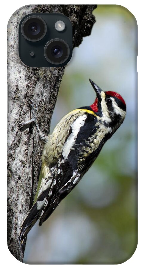 Bird iPhone Case featuring the photograph Yellow Bellied Sapsucker by Christina Rollo