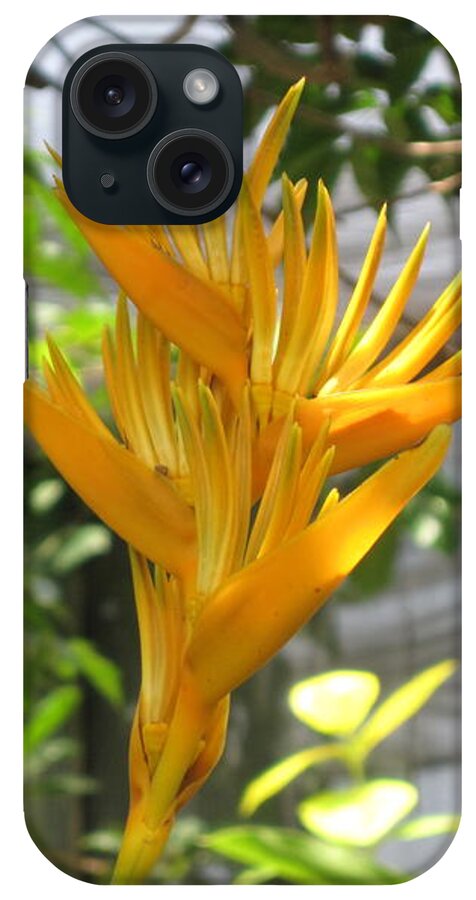 Yellow Bird Of Paradise iPhone Case featuring the photograph Yellow Bird of Paradise by HEVi FineArt