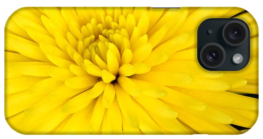 Vibrant Color iPhone Case featuring the photograph Yellow Chrysanthemum by Pattie Calfy