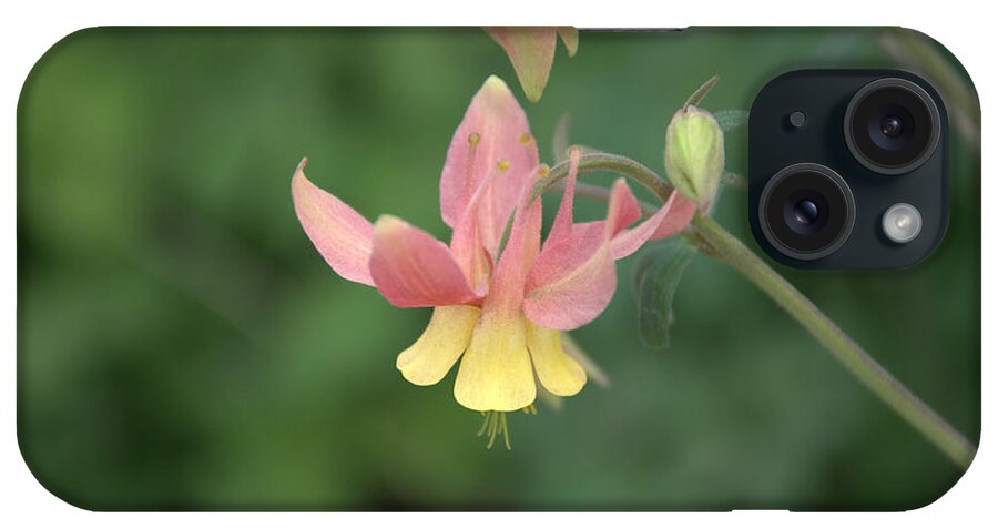 Flower iPhone Case featuring the photograph Yellow Columbine by Frank Madia