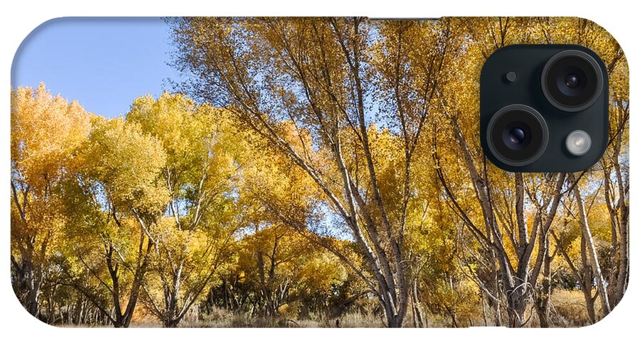Cottonwood iPhone Case featuring the photograph Yellow Cottonwoods by Al Andersen