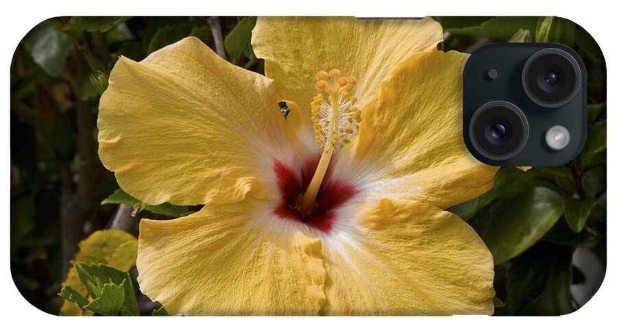 Yellow iPhone Case featuring the photograph Yellow Hibiscus by Diane Macdonald