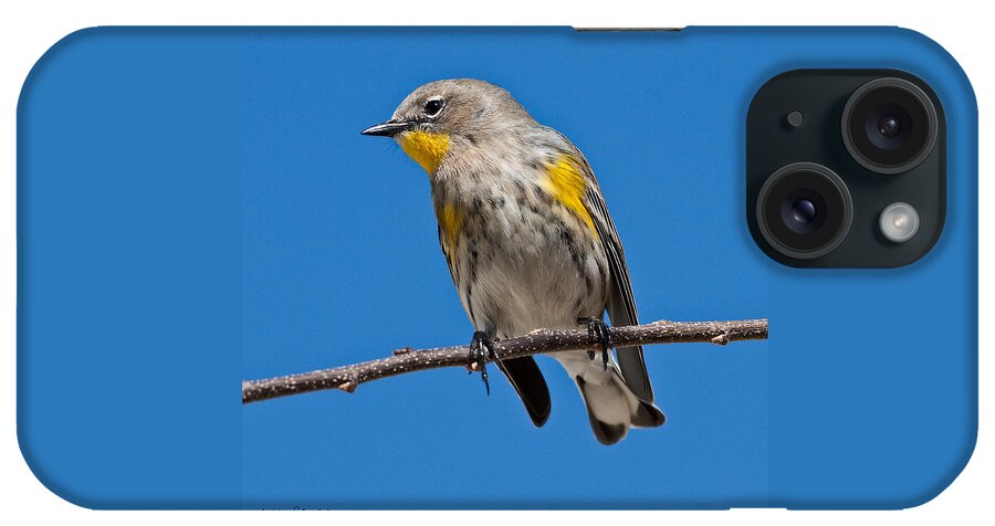 Adult iPhone Case featuring the photograph Yellow-Rumped Warbler by Jeff Goulden