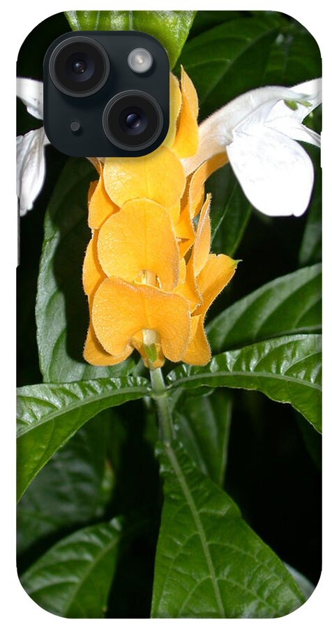 Justicia Brandegeeana iPhone Case featuring the photograph Yellow Shrimp Plant by Shane Bechler