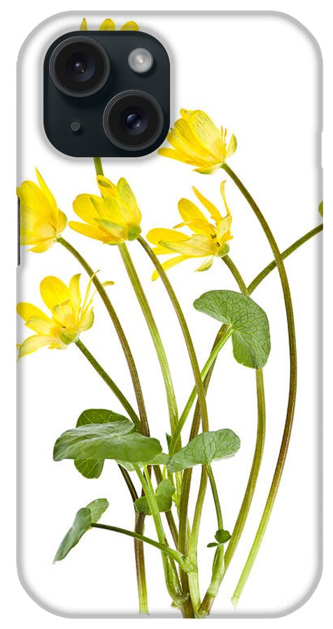 Flowers iPhone Case featuring the photograph Yellow spring wild flowers marsh marigolds by Elena Elisseeva
