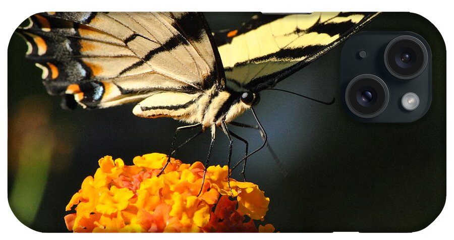 Swallowtail iPhone Case featuring the photograph Yellow Swallowtail by Kelly Nowak