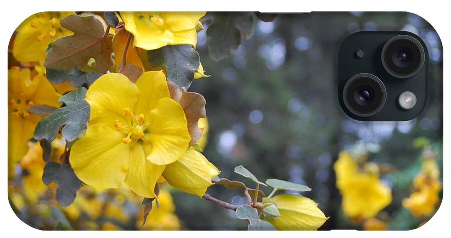Flower iPhone Case featuring the photograph Yellow Tree Flowers by Amy Fose