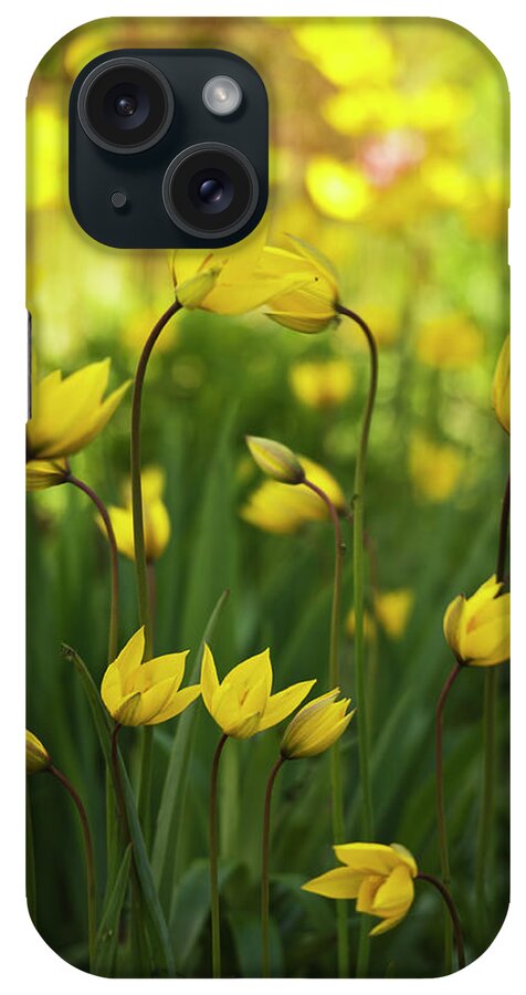 Large Group Of Objects iPhone Case featuring the photograph Yellow Tulips In Garden by By Tiina Gill
