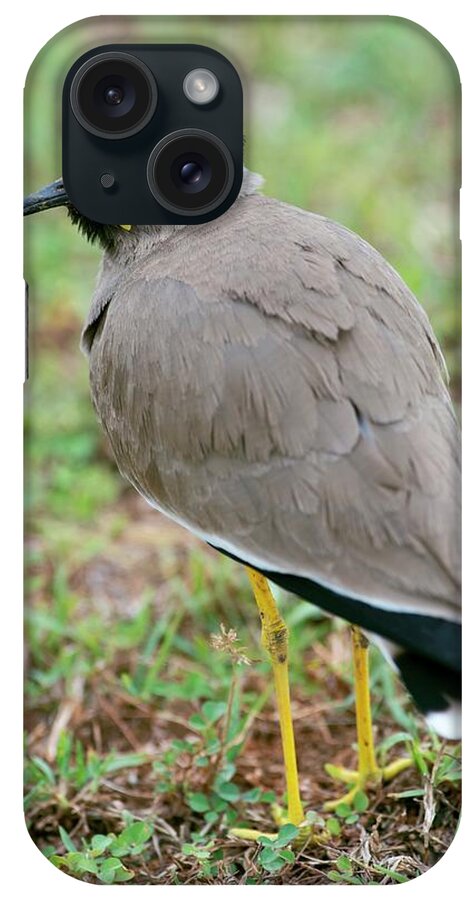 Vanellus Malabaricus iPhone Case featuring the photograph Yellow Wattled Lapwing by Tony Camacho