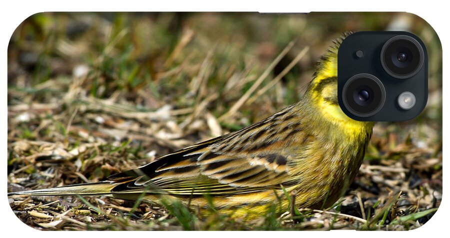 Yellowhammer's Crest iPhone Case featuring the photograph Yellowhammer's Crest by Torbjorn Swenelius