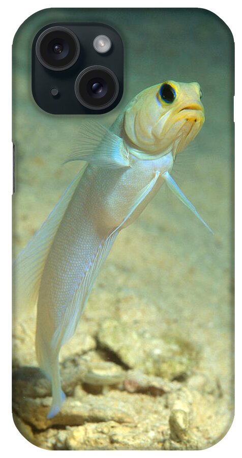 Yellowhead Jawfish iPhone Case featuring the photograph Yellowhead Jawfish by Andrew J. Martinez