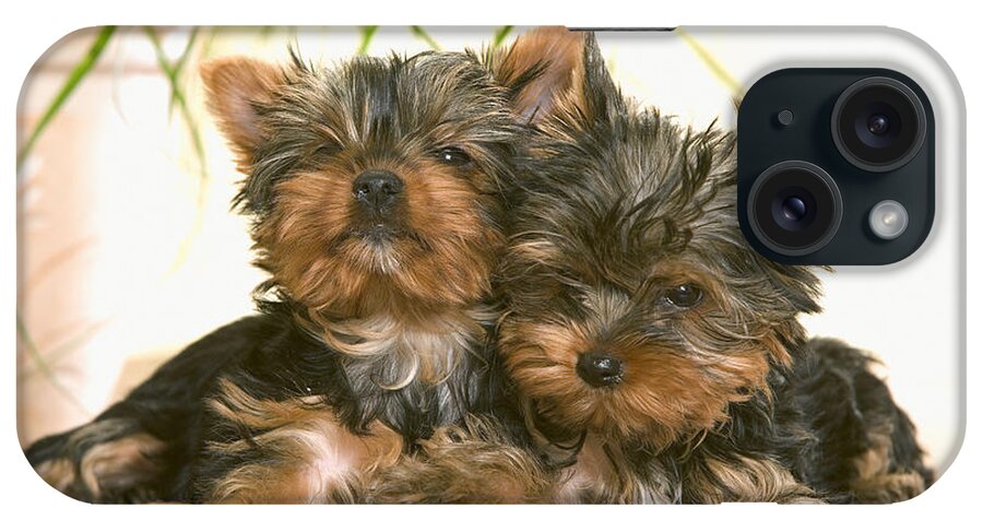 Dog iPhone Case featuring the photograph Yorkshire Terrier Puppy Dogs by Jean-Michel Labat