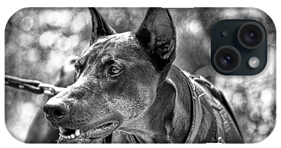 Doberman Pinscher iPhone Case featuring the photograph You Have About 15 Seconds V4 by Douglas Barnard
