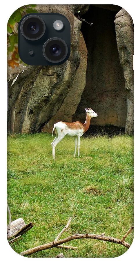 Addra Gazelle iPhone Case featuring the photograph Young Addra Gazelle by Jean Goodwin Brooks
