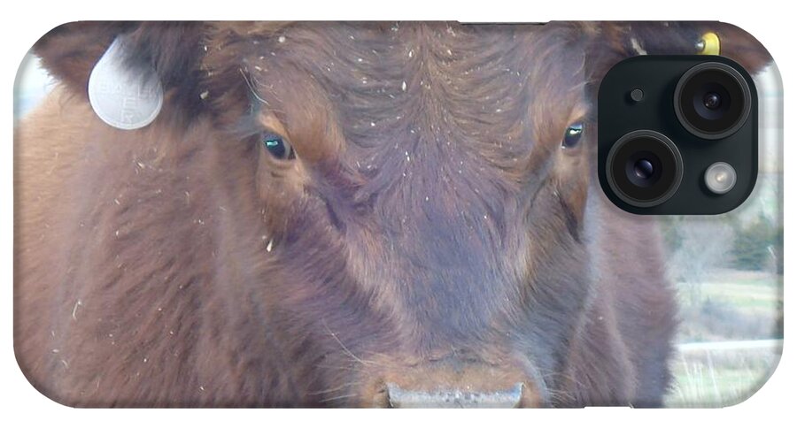 Angus iPhone Case featuring the photograph Young Angus by J L Zarek
