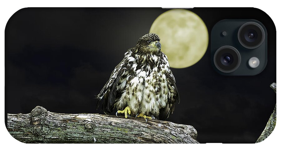 Eagle iPhone Case featuring the photograph Young Bald Eagle by Moon Light by John Haldane