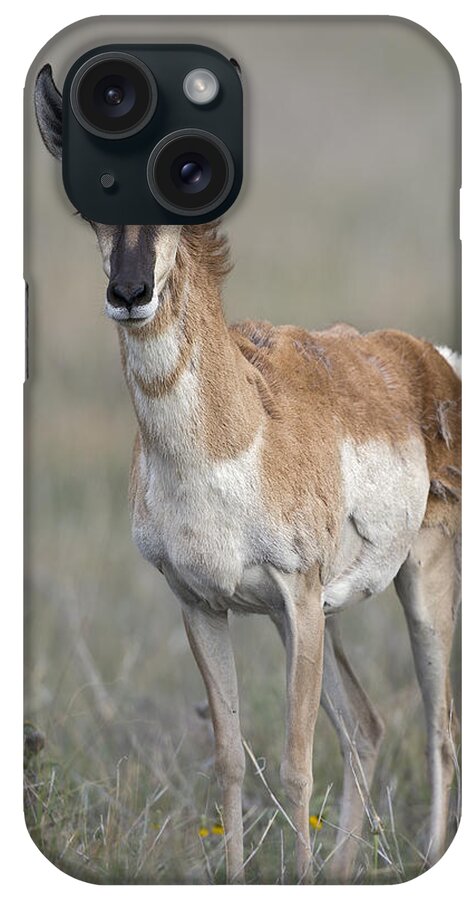 Young Doe Antelope iPhone Case featuring the photograph Young Doe Antelope by Gary Langley