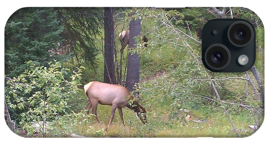 Lanscape iPhone Case featuring the photograph Young Elk Grazing by Fortunate Findings Shirley Dickerson