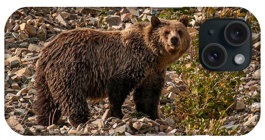 Animals iPhone Case featuring the photograph Young Grizzly Bear in Glacier National Park by Brenda Jacobs