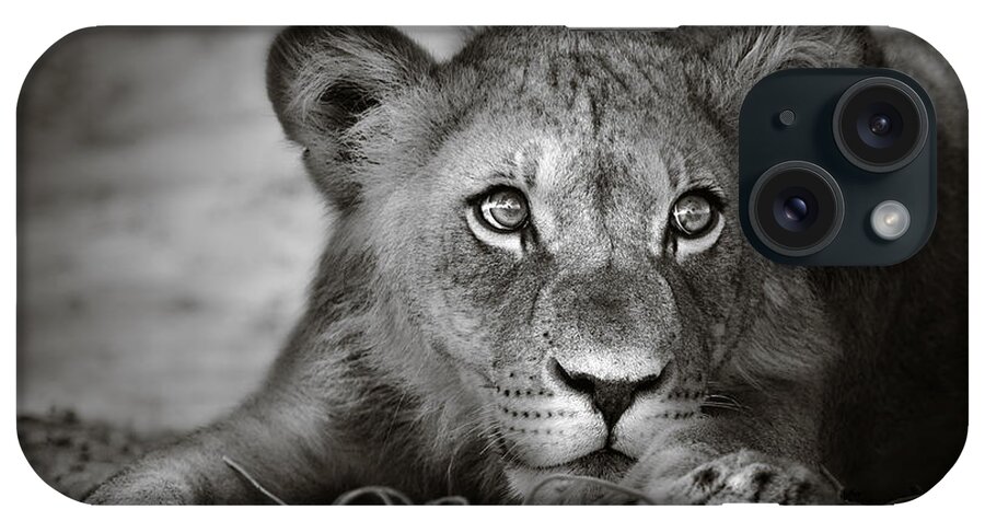 Wild iPhone Case featuring the photograph Young lion portrait by Johan Swanepoel