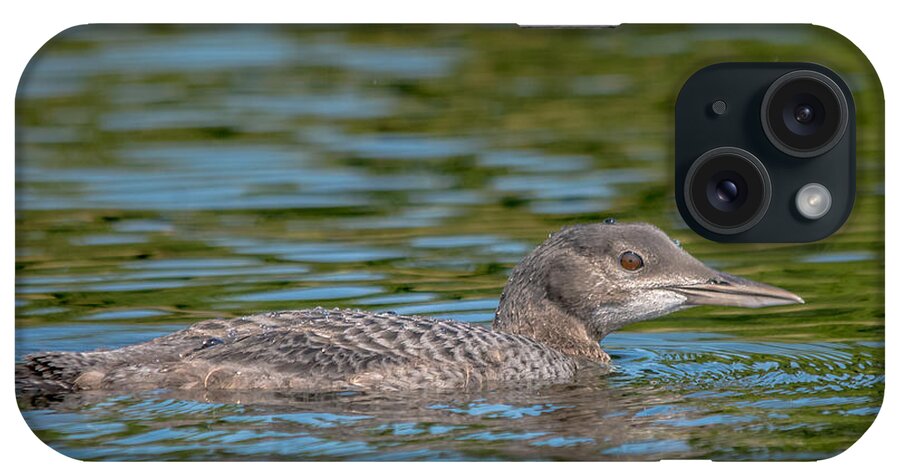 Loon iPhone Case featuring the photograph Young Loon by Cheryl Baxter