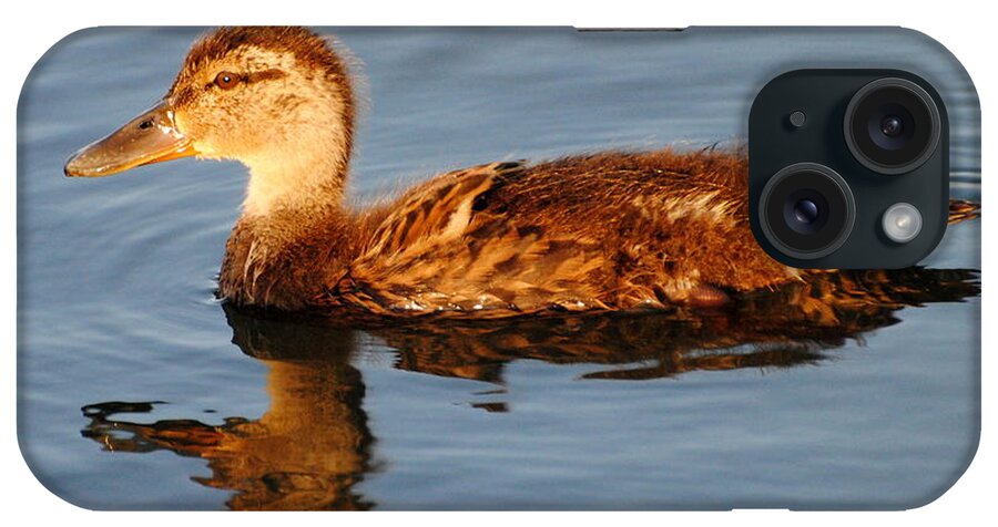 Duck iPhone Case featuring the photograph Young Mallard Hen at Ocracoke by Dan Williams
