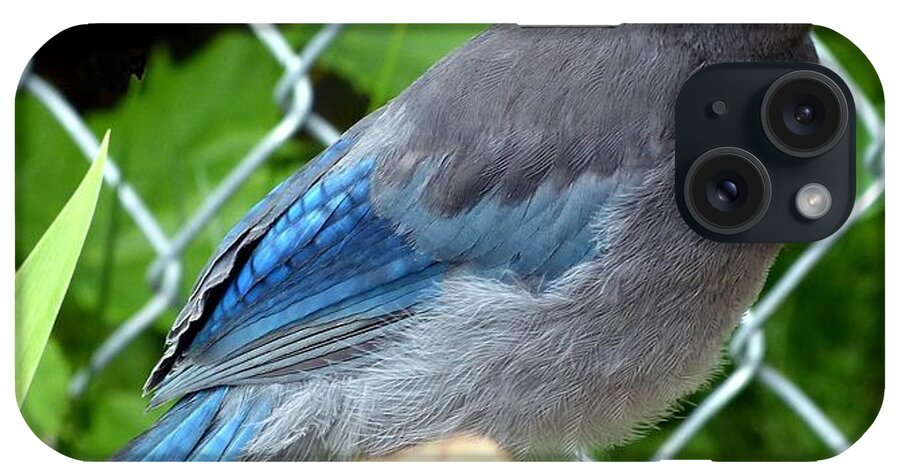 Young Steller's Jay iPhone Case featuring the photograph Young Steller's Jay by Will Borden