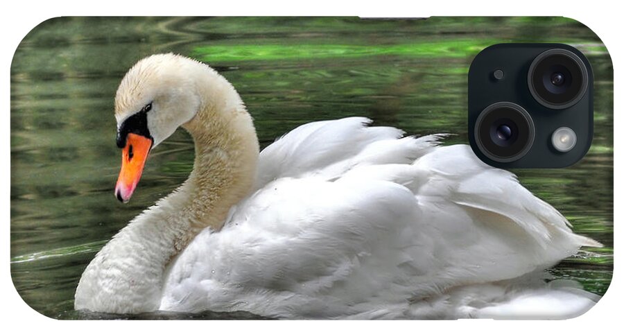 Birds iPhone Case featuring the photograph Young Swan by Kathy Baccari
