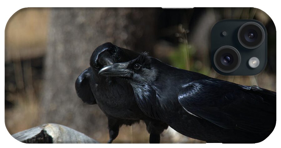 Raven iPhone Case featuring the photograph You've got something on your beak by Frank Madia