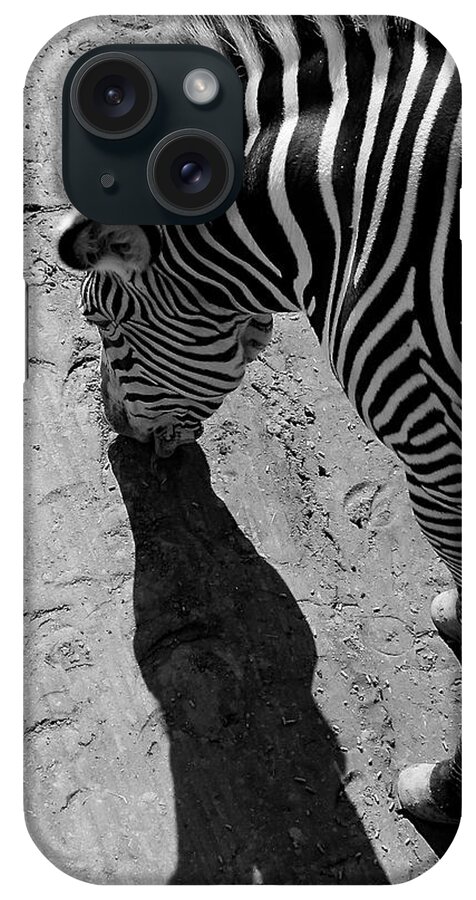 Zebra iPhone Case featuring the photograph Zebra by Devin Wensevic