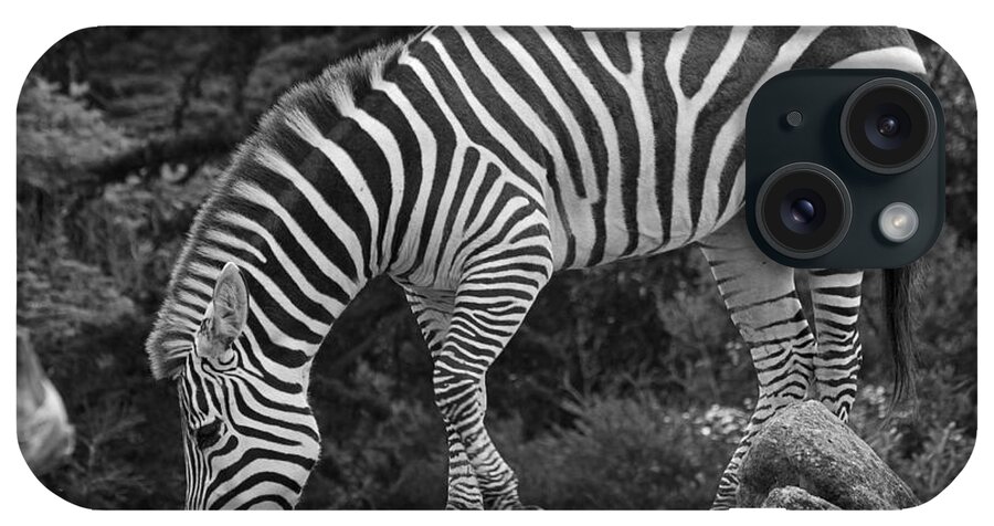 Kate Brown iPhone Case featuring the photograph Zebra in Black and White by Kate Brown