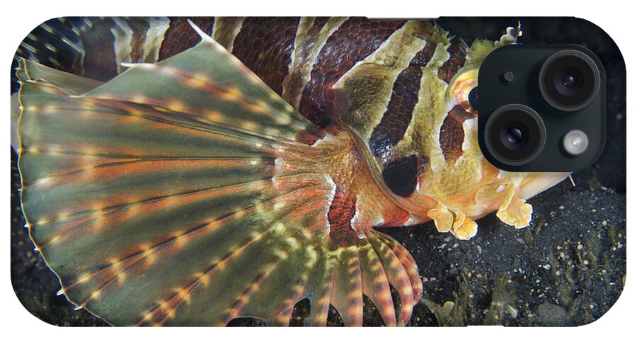 Flpa iPhone Case featuring the photograph Zebra Lionfish Lembeh Straits by Colin Marshall