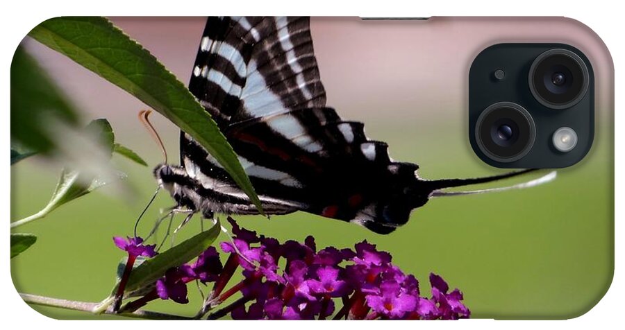 Butterfly iPhone Case featuring the photograph Zebra Swallowtail Butterfly by Keith Stokes
