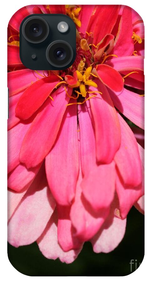 Mccombie iPhone Case featuring the photograph Zinnia from the Whirlygig Mix by J McCombie