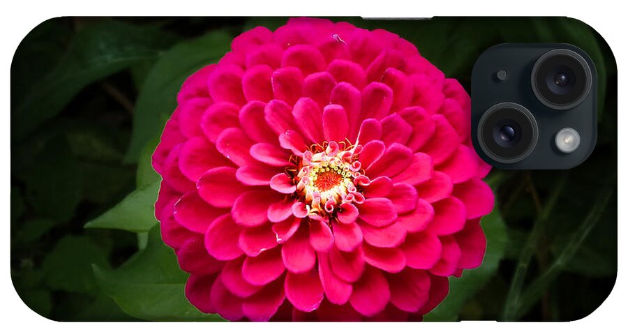 Picture Of A Zinnia Flower In Bloom iPhone Case featuring the photograph Zinnia in Bloom by Kenneth Cole
