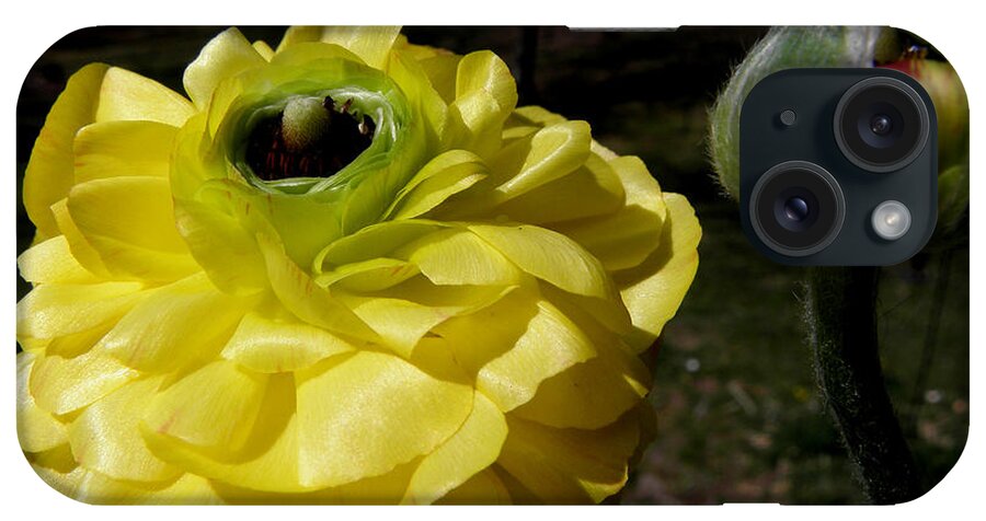 Ranunculus iPhone Case featuring the photograph Before And After #1 by Kim Galluzzo