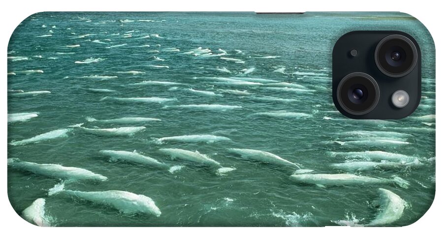 Beluga Whales iPhone Case featuring the photograph Beluga Whales Moulting #1 by Doug Allan